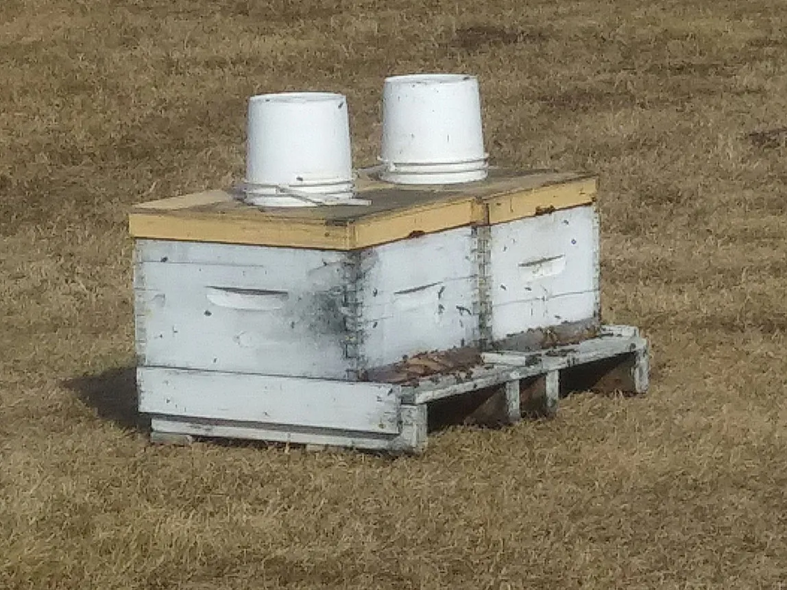 10-Frame Nucleus Colony