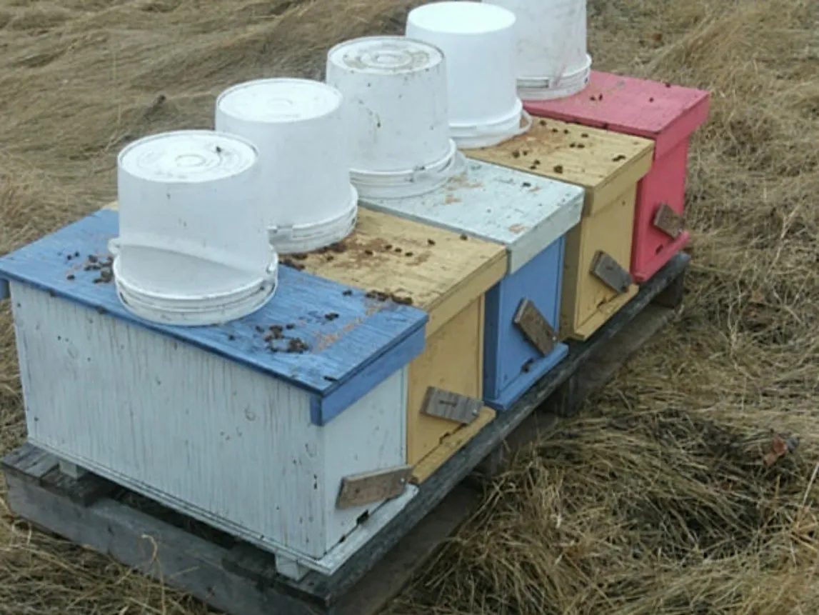 5-Frame Nucleus Colony