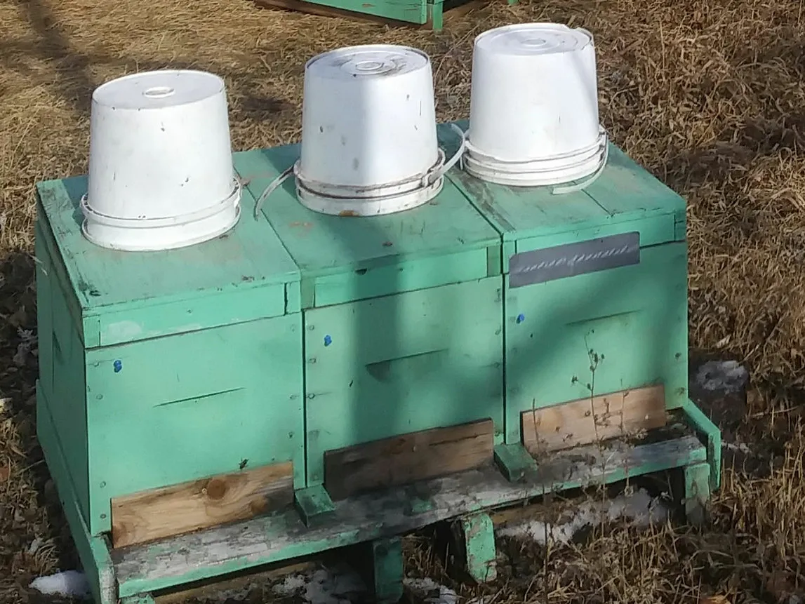 6-Frame Nucleus Colony