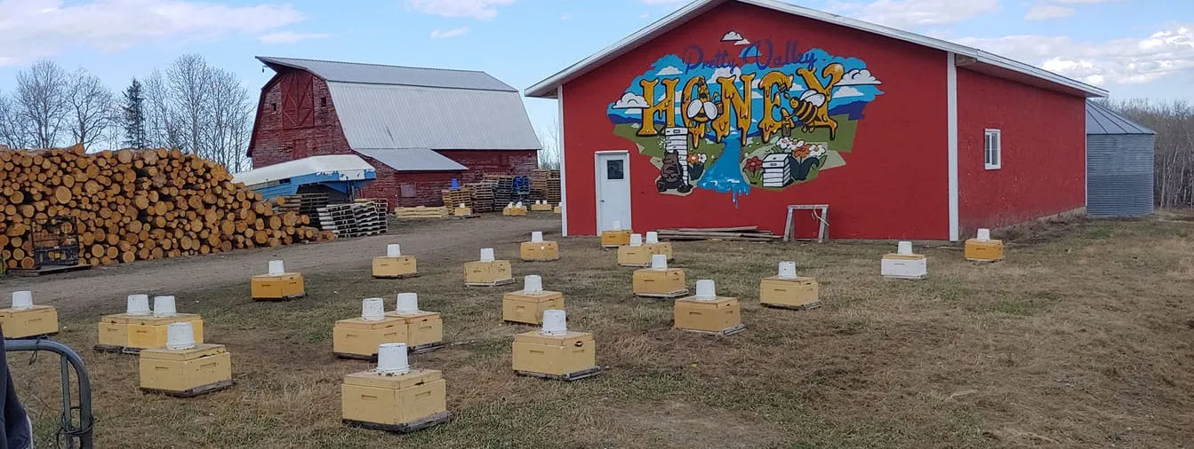 Beehives in the field