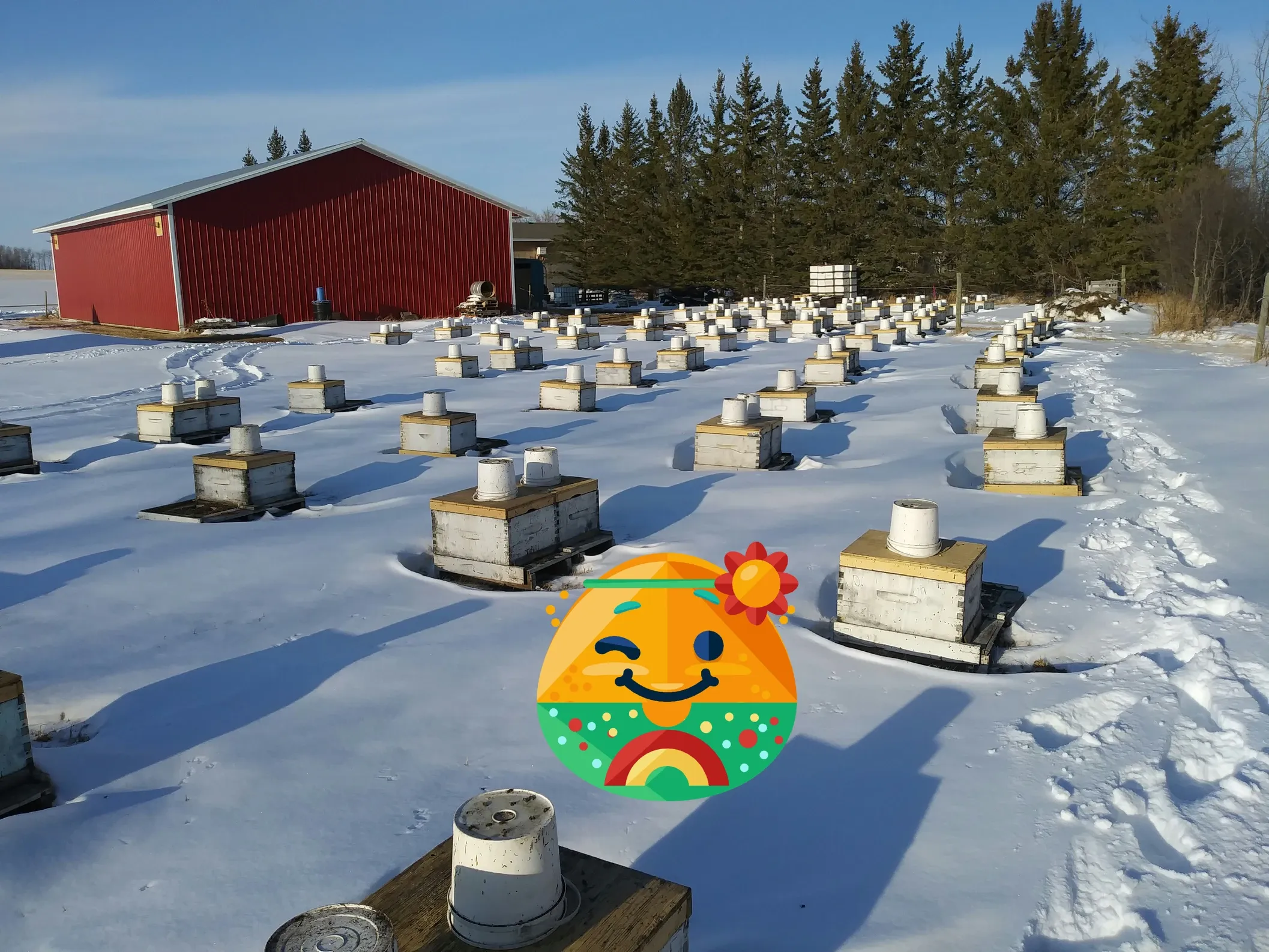 Snow-covered beehives in the yard