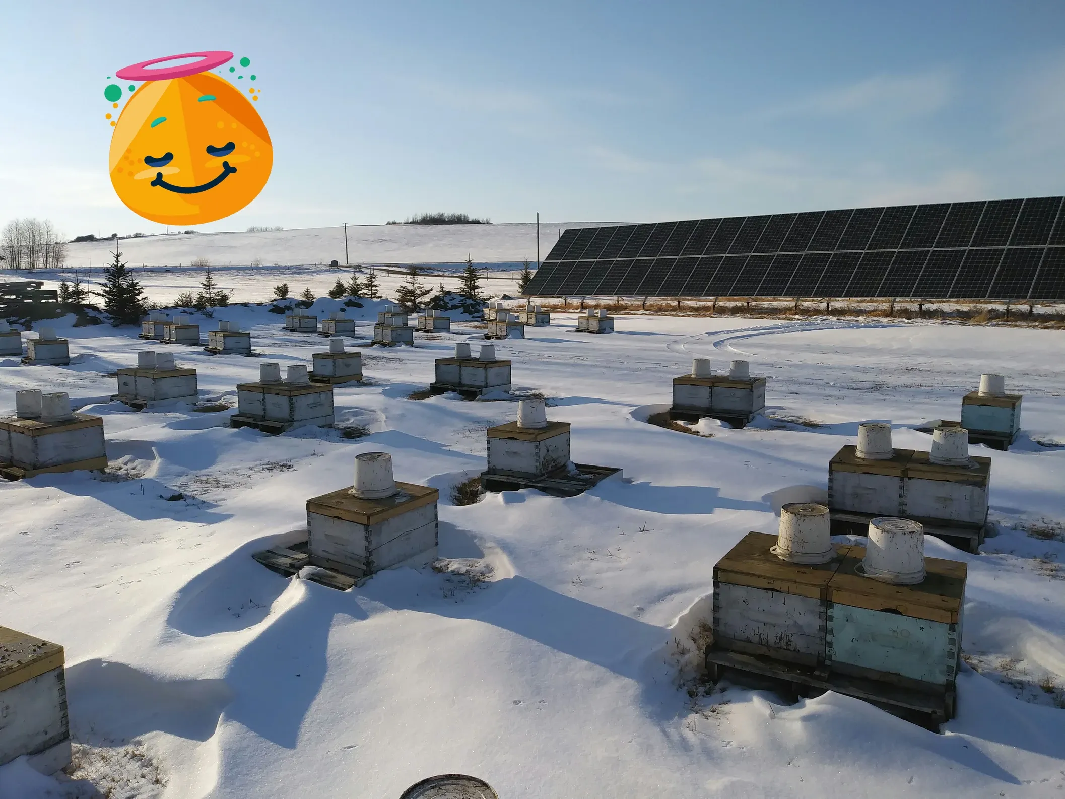 The yard after the storm